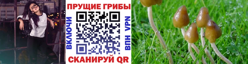 Галлюциногенные грибы Psilocybe  где купить   Новосиль 